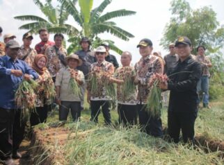 Bawang Merah di Desa Pabuaran Lor