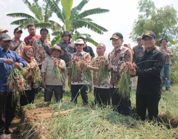 Bawang Merah di Desa Pabuaran Lor